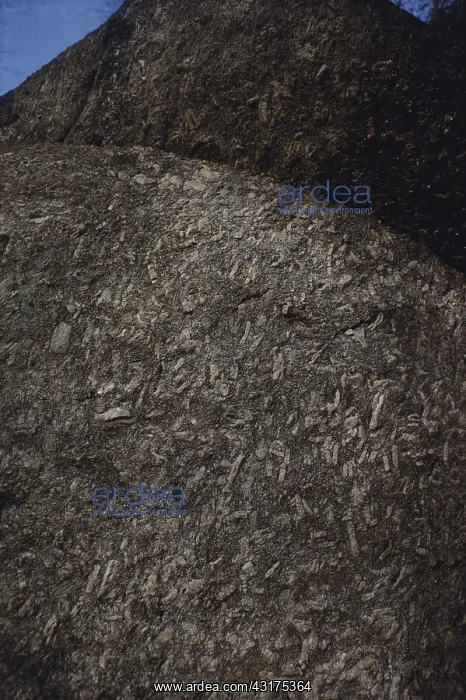 : Augen Gneiss : Augen Gneiss