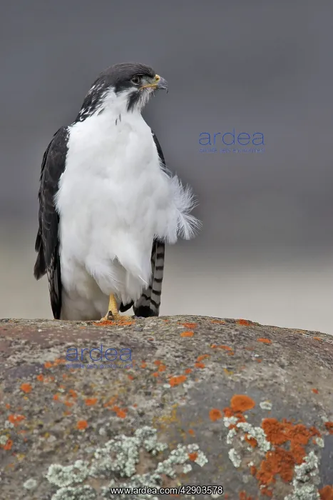 : Augur Buzzard : Augur Buzzard