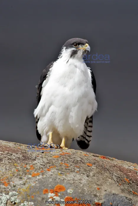 : Augur Buzzard : Augur Buzzard