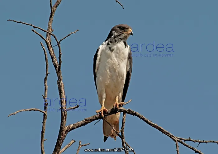 : Augur Buzzard : Augur Buzzard