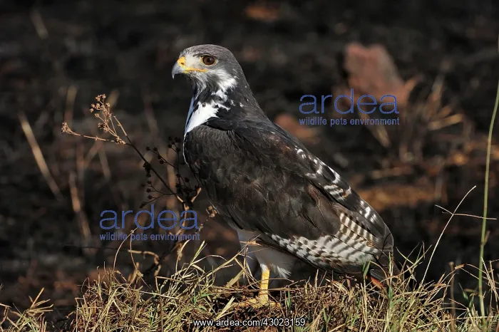  : Augur Buzzard