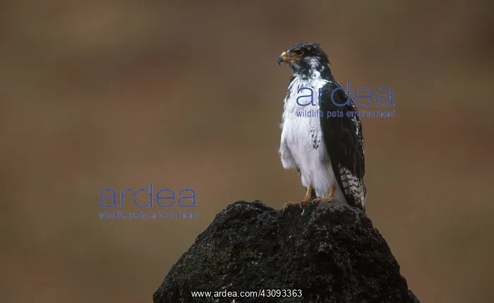: Augur Buzzard : Augur Buzzard