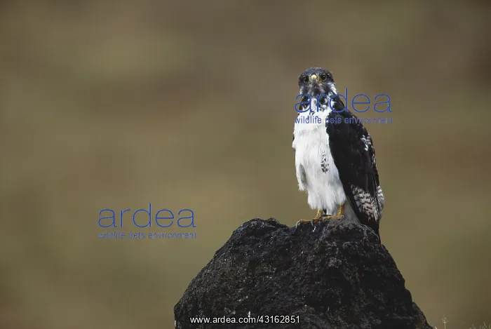 : Augur Buzzard : Augur Buzzard