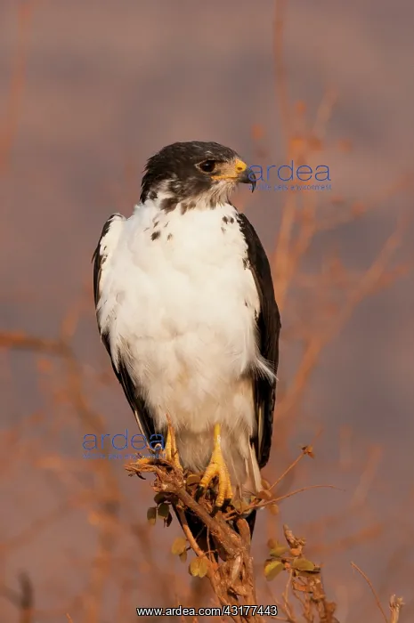 : Augur Buzzard (Buteo augur)on a branch, Tsavo East : Augur Buzzard (Buteo augur)on a branch, Tsavo East