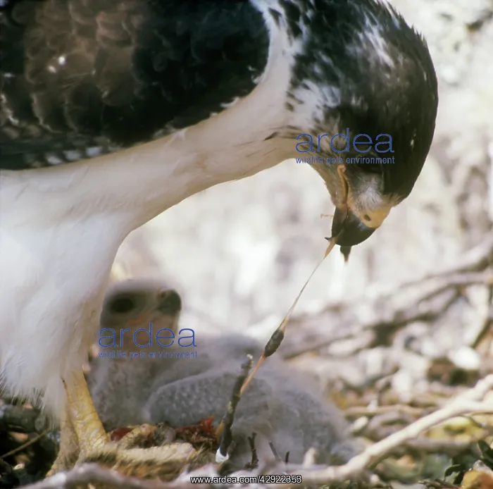 : Augur Buzzard - feeding chick at nest : Augur Buzzard - feeding chick at nest
