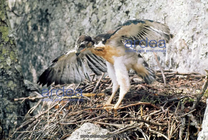 : Augur Buzzard - fledgling at nest : Augur Buzzard - fledgling at nest