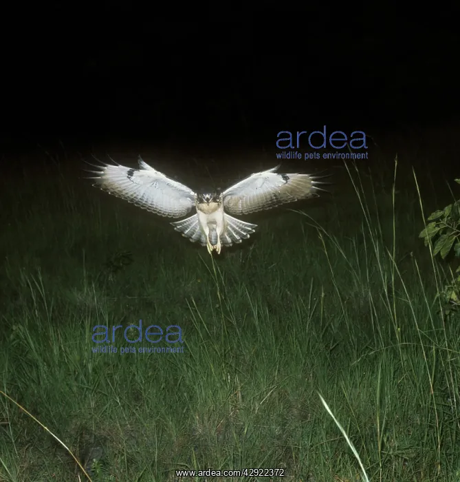 : Augur Buzzard - in flight : Augur Buzzard - in flight