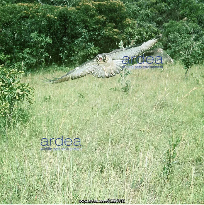 : AUGUR BUZZARD - in flight : AUGUR BUZZARD - in flight