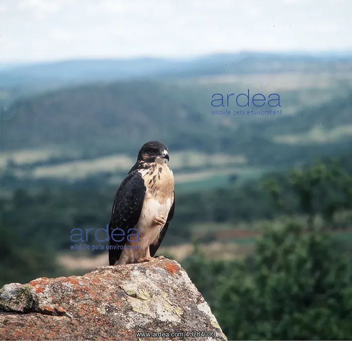 : AUGUR BUZZARD - immature, perched on rock : AUGUR BUZZARD - immature, perched on rock