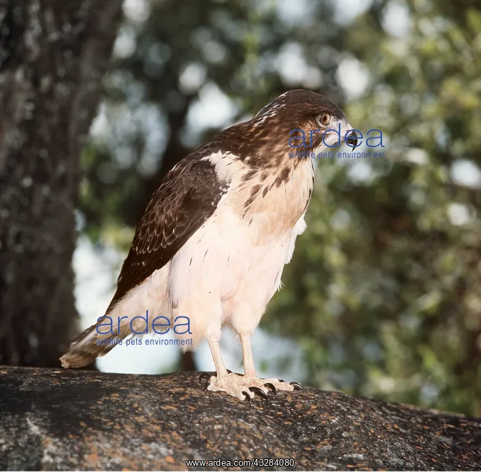 : AUGUR BUZZARD - immature, in tree : AUGUR BUZZARD - immature, in tree