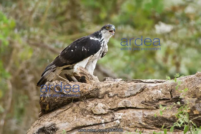 : An Augur Buzzard and kill at Amboseli NP : An Augur Buzzard and kill at Amboseli NP