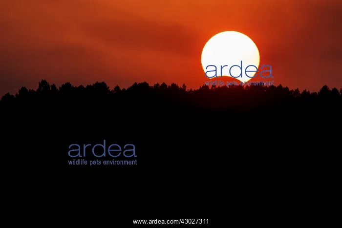 : August 21st, 2017, Solar eclipse at dusk - Galicia, Spain : August 21st, 2017, Solar eclipse at dusk - Galicia, Spain