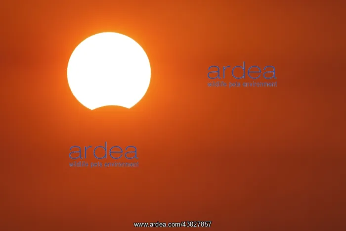 : August 21st, 2017, Solar eclipse at dusk - Galicia, Spain : August 21st, 2017, Solar eclipse at dusk - Galicia, Spain