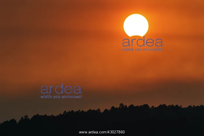 : August 21st, 2017, Solar eclipse at dusk - Galicia, Spain : August 21st, 2017, Solar eclipse at dusk - Galicia, Spain