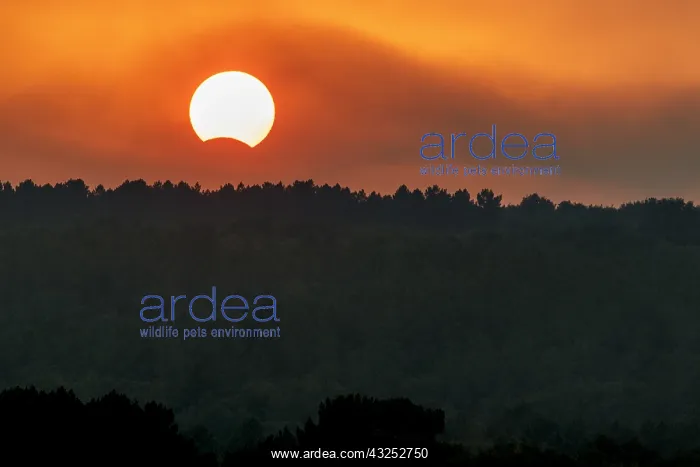 : August 21st, 2017, Solar eclipse at dusk - Galicia, Spain : August 21st, 2017, Solar eclipse at dusk - Galicia, Spain