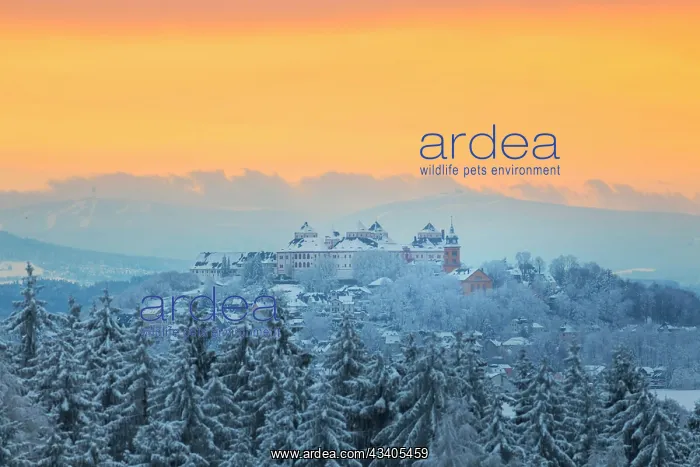 : Augustusburg Hunting Lodge in the wintry Ore Mountains : Augustusburg Hunting Lodge in the wintry Ore Mountains