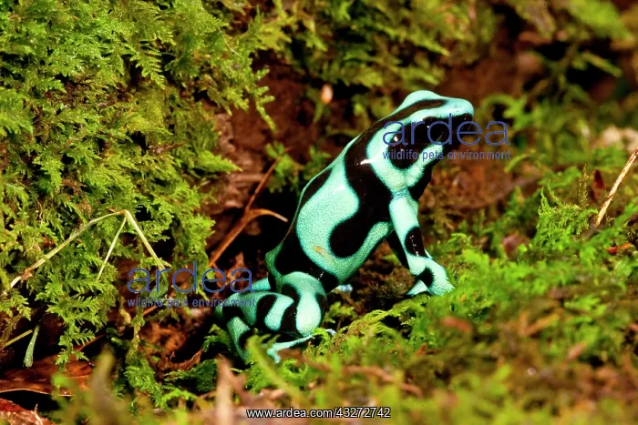 : Auratus Dart Frog Dendrobates auratus Native : Auratus Dart Frog Dendrobates auratus Native