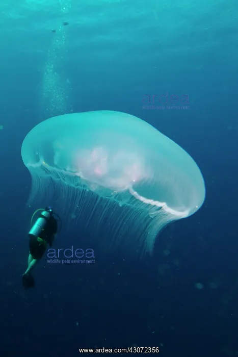 : Aurelia jellyfish (Aurelia aurita) and diver in : Aurelia jellyfish (Aurelia aurita) and diver in