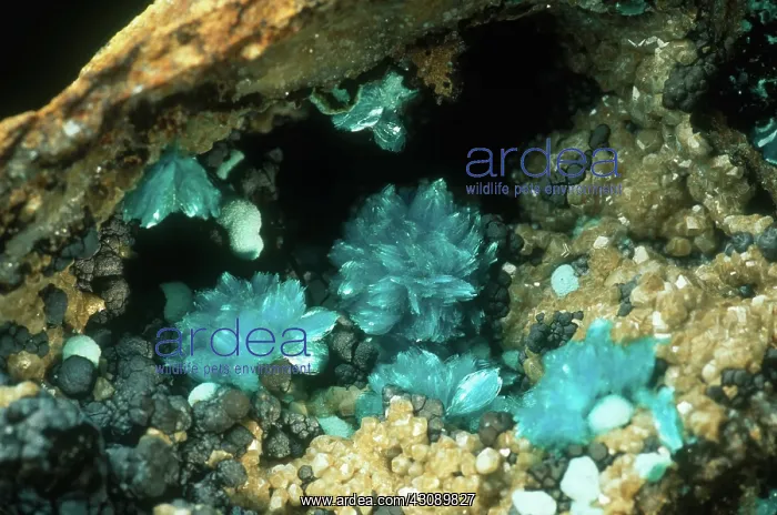 : Aurichalcite : Aurichalcite
