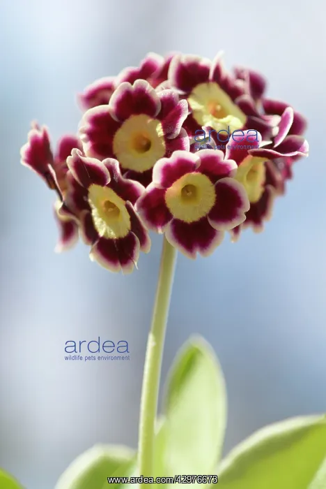 : Auricula : Auricula