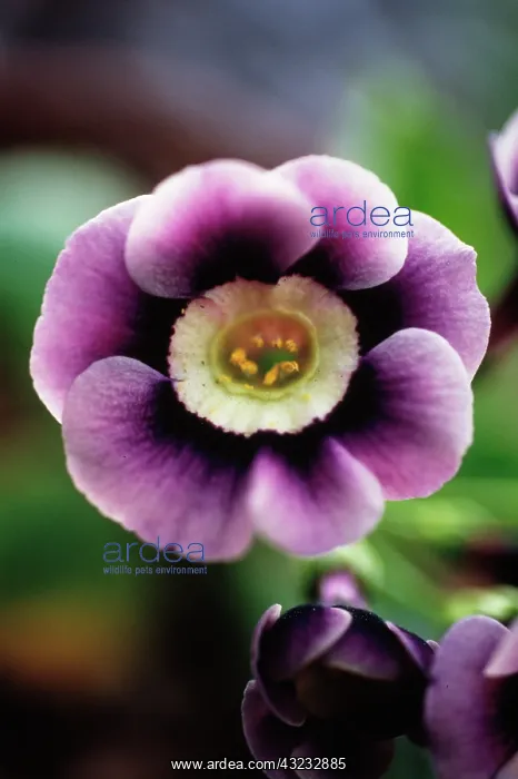 : Auricula, Auricula Walton : Auricula, Auricula Walton