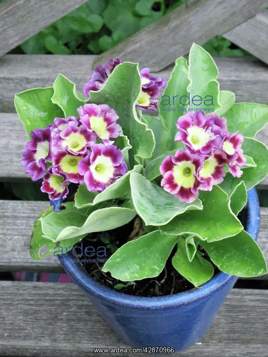  : Auricula flowers in blue pot