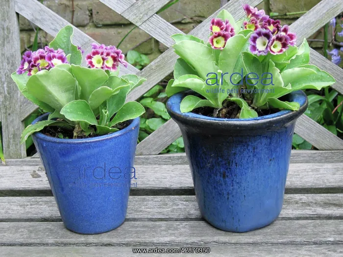  : Auricula flowers in blue pots