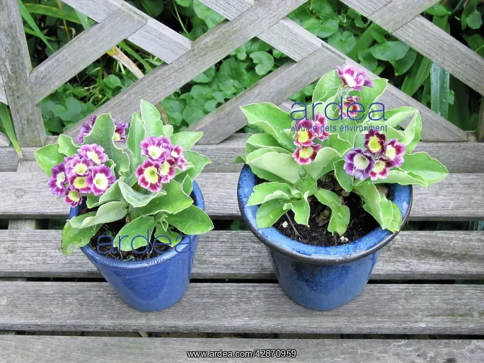  : Auricula flowers in blue pots