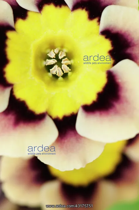 : Auricula, Primula auricula Sirius, close up detail of the : Auricula, Primula auricula Sirius, close up detail of the