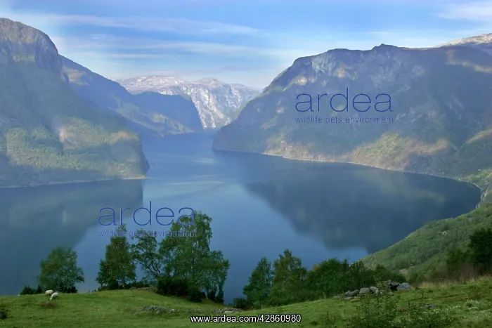: Aurlandsfjord framed by high mountains and green pastures : Aurlandsfjord framed by high mountains and green pastures