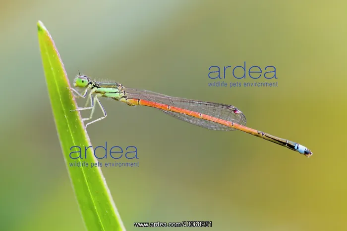 : Aurora Bluetail : Aurora Bluetail
