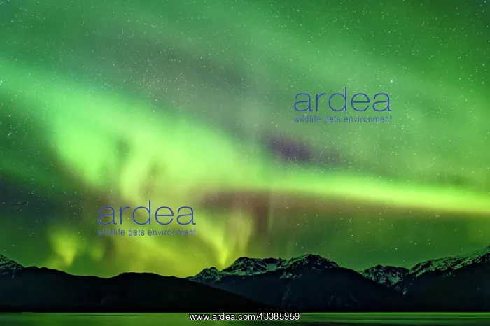 : Aurora Borealis, aurora borealis, over the Coast : Aurora Borealis, aurora borealis, over the Coast