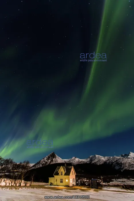 : Aurora Borealis, Borg, Lofoten Islands, Nordland : Aurora Borealis, Borg, Lofoten Islands, Nordland