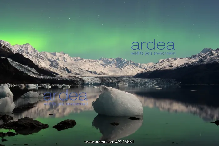 : Aurora borealis over College Fjord, Prince William : Aurora borealis over College Fjord, Prince William
