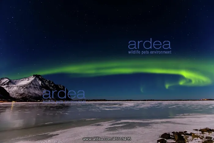 : Aurora Borealis, Eggum, Lofoten Islands, Nordland : Aurora Borealis, Eggum, Lofoten Islands, Nordland