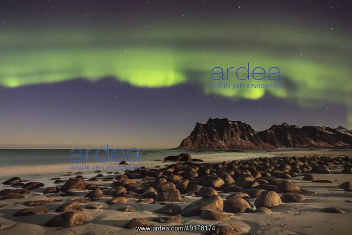 : Aurora borealis in green colors over mountain range and coastline at night : Aurora borealis in green colors over mountain range and coastline at night