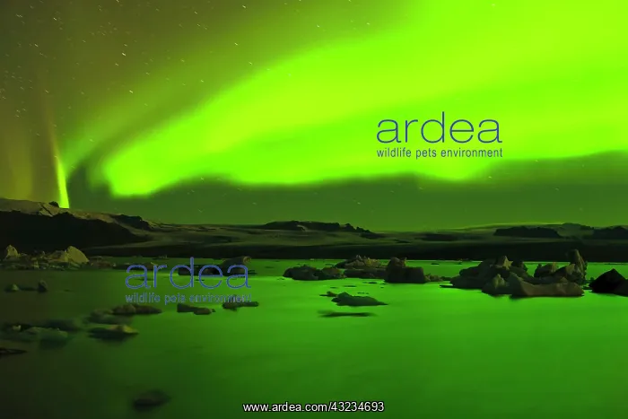 : Aurora Borealis over icebergs in Jokulsarlon : Aurora Borealis over icebergs in Jokulsarlon