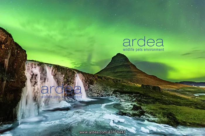 : Aurora Borealis, Kirkjufellsfoss with Mount Kirjufell : Aurora Borealis, Kirkjufellsfoss with Mount Kirjufell