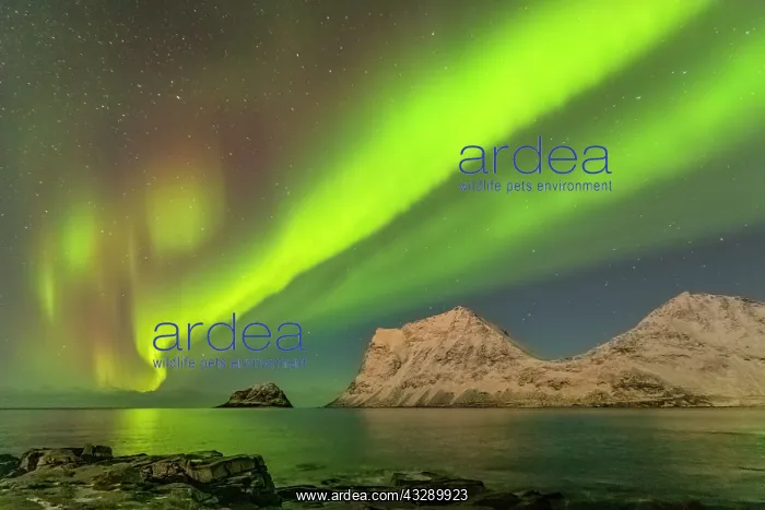 : Aurora borealis - northern lights display lights up a starry : Aurora borealis - northern lights display lights up a starry