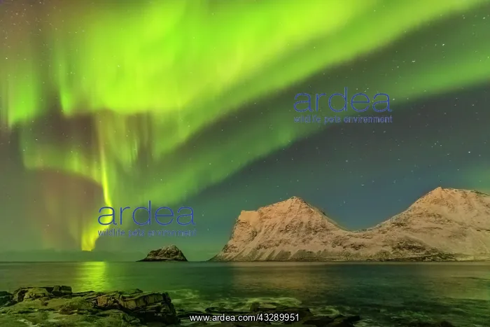 : Aurora borealis - northern lights display lights up a starry : Aurora borealis - northern lights display lights up a starry