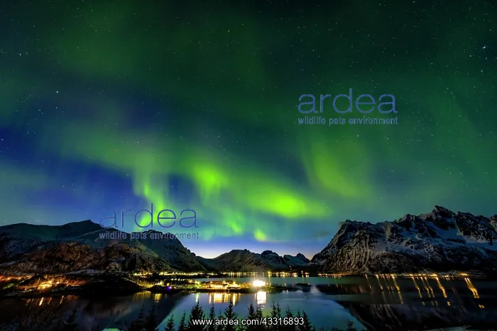 : Aurora Borealis, northern lights above Laupstad : Aurora Borealis, northern lights above Laupstad