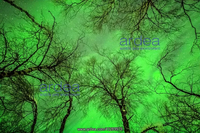 : Aurora borealis - northern lights lighting up the sky above : Aurora borealis - northern lights lighting up the sky above