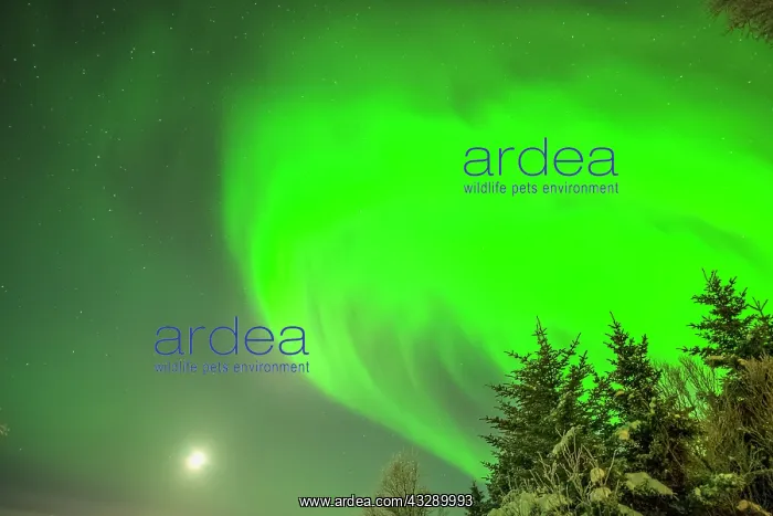 : Aurora borealis - northern lights and full moon lighting up : Aurora borealis - northern lights and full moon lighting up