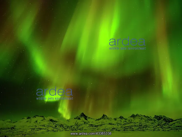 : Aurora Borealis, Northern Lights over Snowy Mountains : Aurora Borealis, Northern Lights over Snowy Mountains