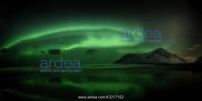 : Aurora Borealis, Skagsanden, Lofoten, Norway : Aurora Borealis, Skagsanden, Lofoten, Norway