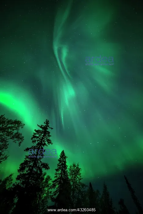 : Aurora Borealis and stars over coniferous forest : Aurora Borealis and stars over coniferous forest