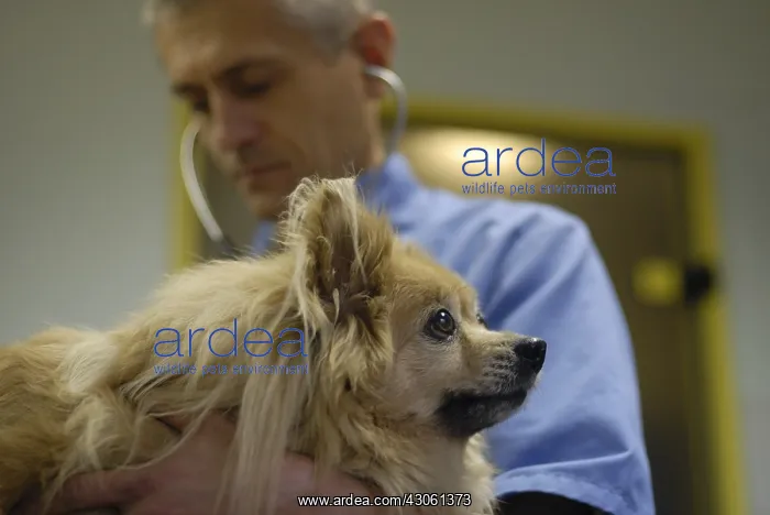 : Auscultation of a dog type Spitz by a veterinarian France : Auscultation of a dog type Spitz by a veterinarian France