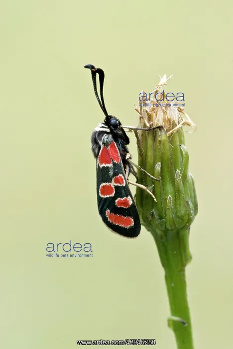 : Auspicious burnet - Close up on flower head : Auspicious burnet - Close up on flower head
