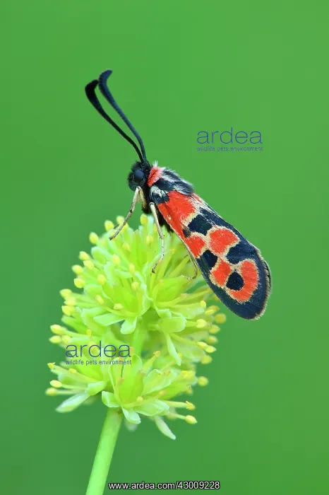 : Auspicious Burnet Moth : Auspicious Burnet Moth