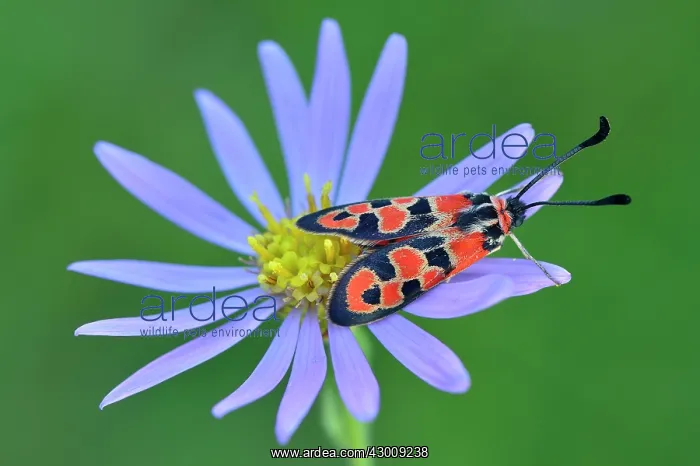 : Auspicious Burnet Moth on Michaelmas daisy : Auspicious Burnet Moth on Michaelmas daisy